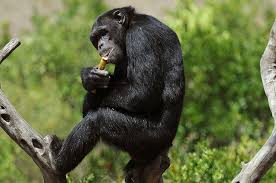 scimpanz images 2